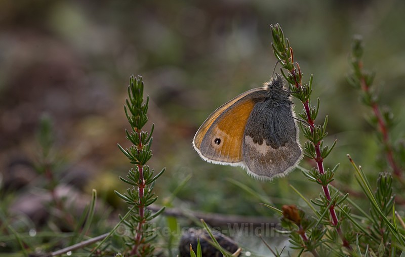 Little Heath Butterfly at Prees Heath, Shropshire - BUTTERFLIES