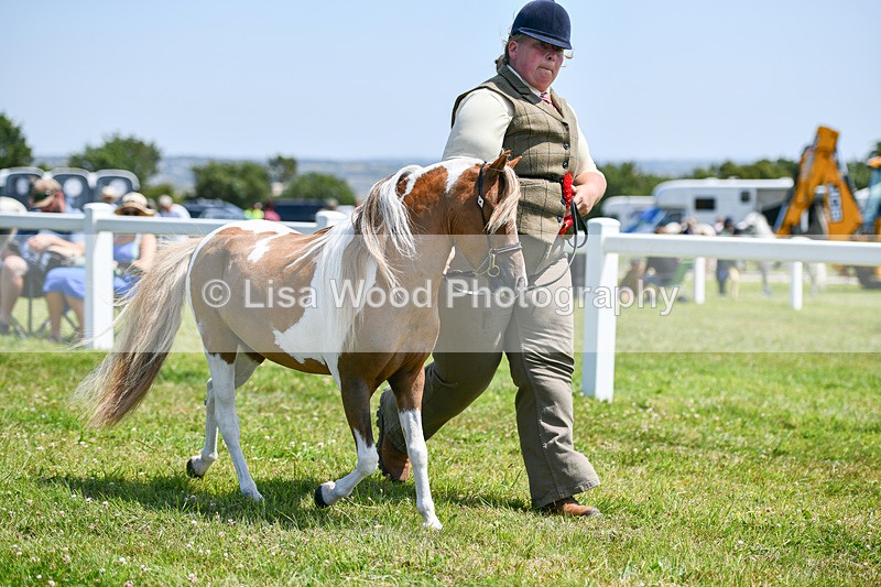 DSC_7249 - Miniature Horse Championship