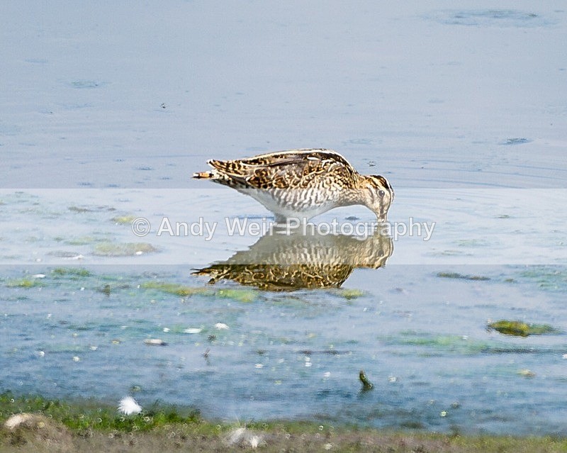 20110730-_MG_6389 - Common Snipe