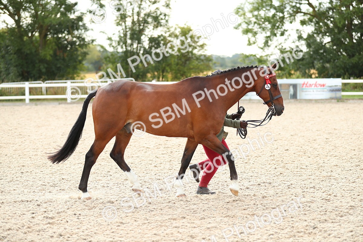 SBM_08542 - Class 28 - IH Veteran Horse