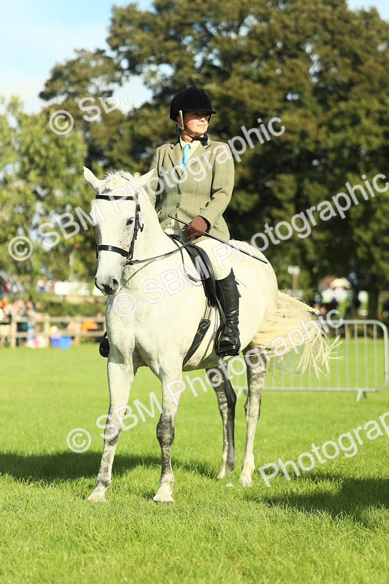 SBM_49868 - S32 - Novice & Newcomers Working Hunter