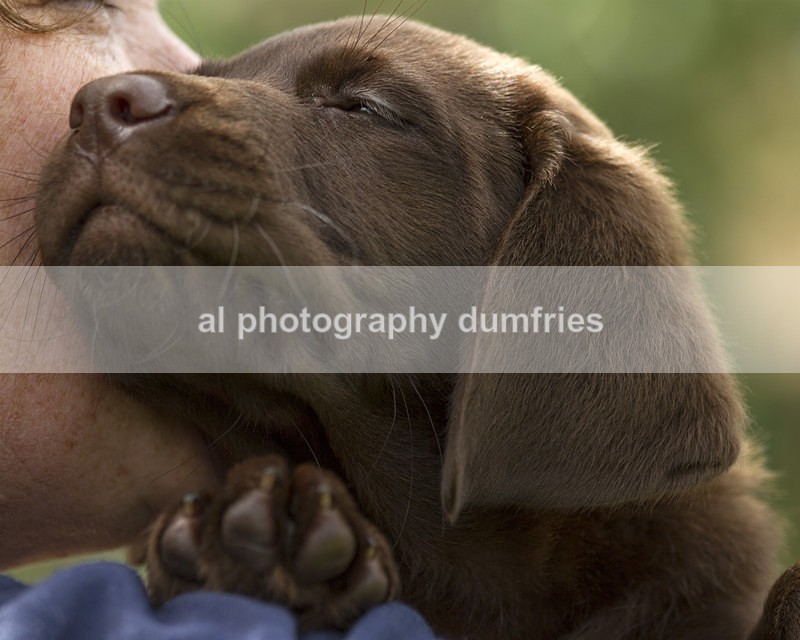 Maxx 1 - Pet Portraits