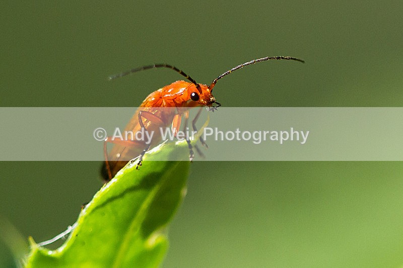 20130714-_MG_4987 - Insects