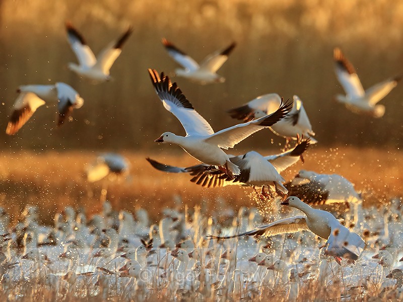 Backlit Snow Geese taking off, Bosque del Apache, New Mexico - Snow Goose