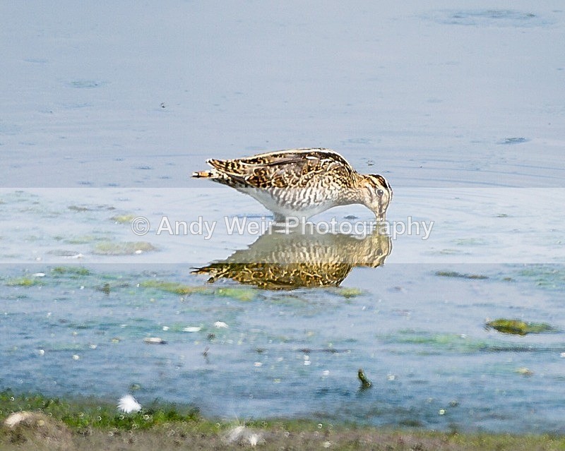20110730-_MG_6389-490 - Common Snipe
