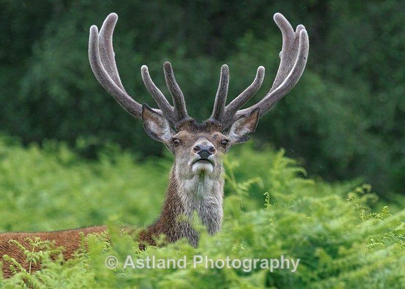 Astland Photography, Bird and Wildlife Images, Susan and Peter Wilson, U.K.