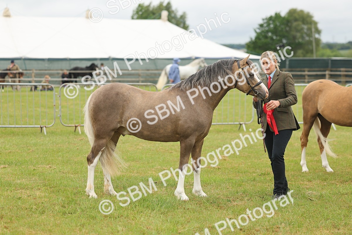 SBM_02190 - Class 50-57 - M&M Welsh Pony In Hand