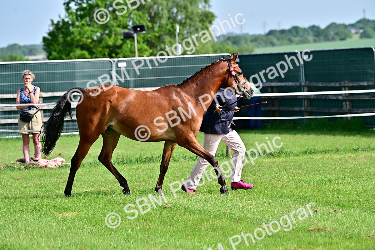 SBM_00976 - Class 46-49 - Arab and Part Bed-Anglo Arab In Hand