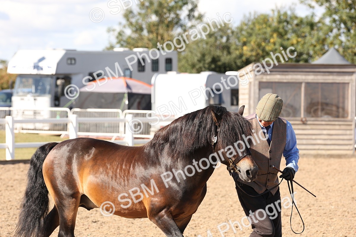 SBM_13860 - Class 205 - IH Show Pony - Show Hunter Pony