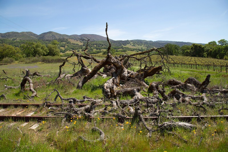 Tree down - Abandoned Line