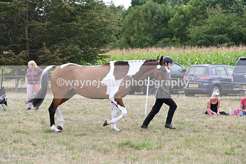 WJ6_6084 - Class 19 In-hand Veterans (Uploaded correct folder)