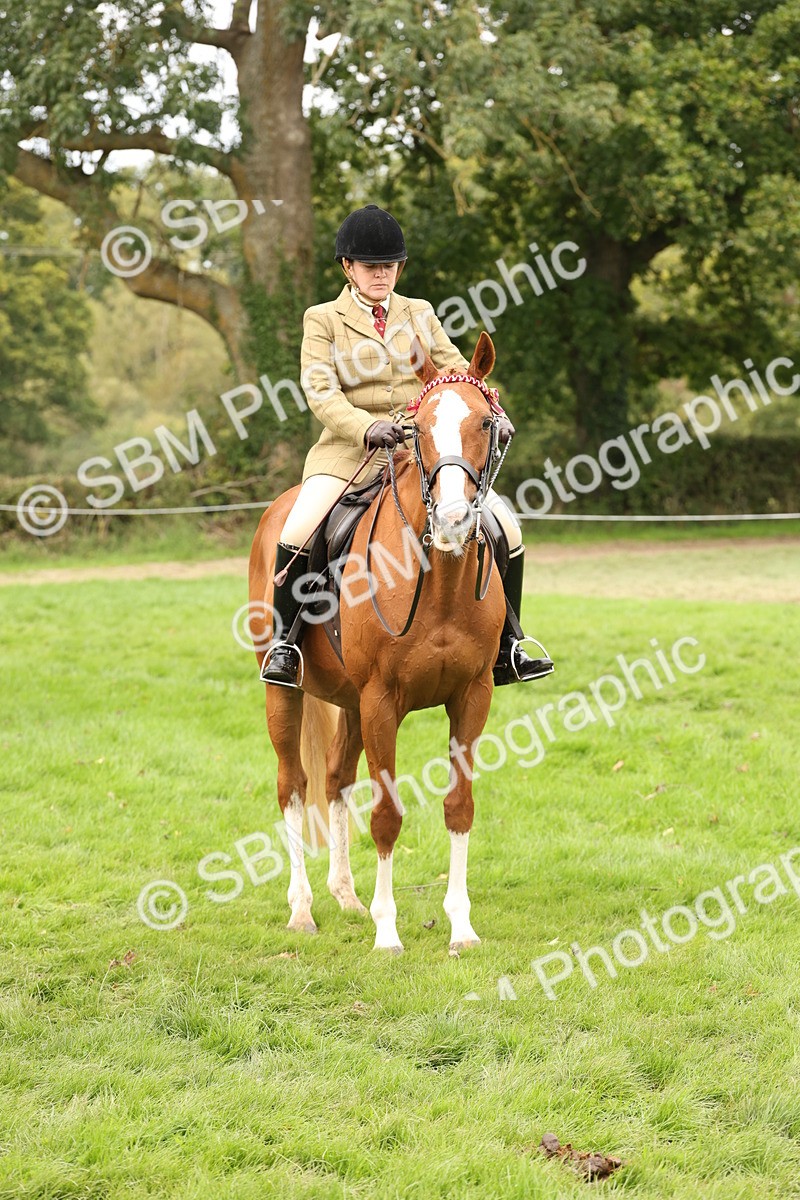 SBM_64280 - S65 - Riding Horse & Hack & Thoroughbred Ridden