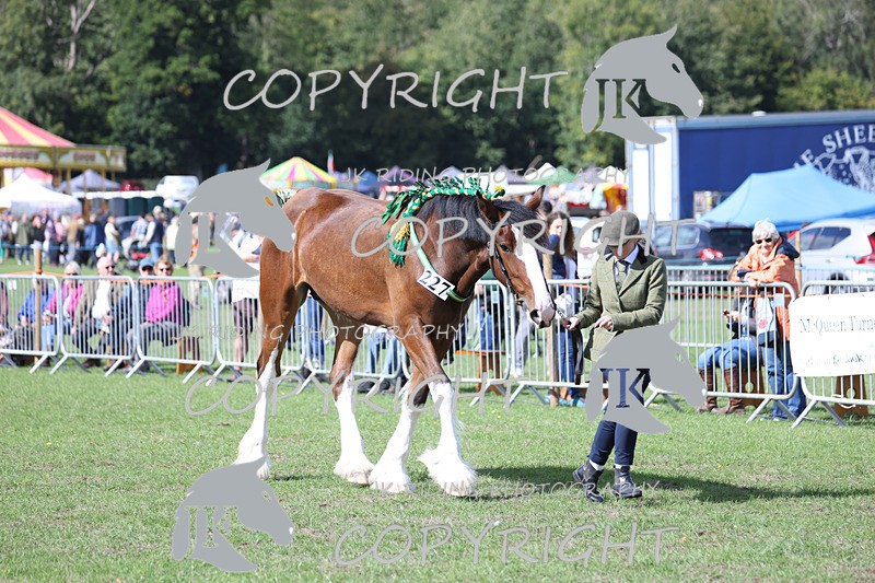 APP_3204 - Class 3 Youngstock