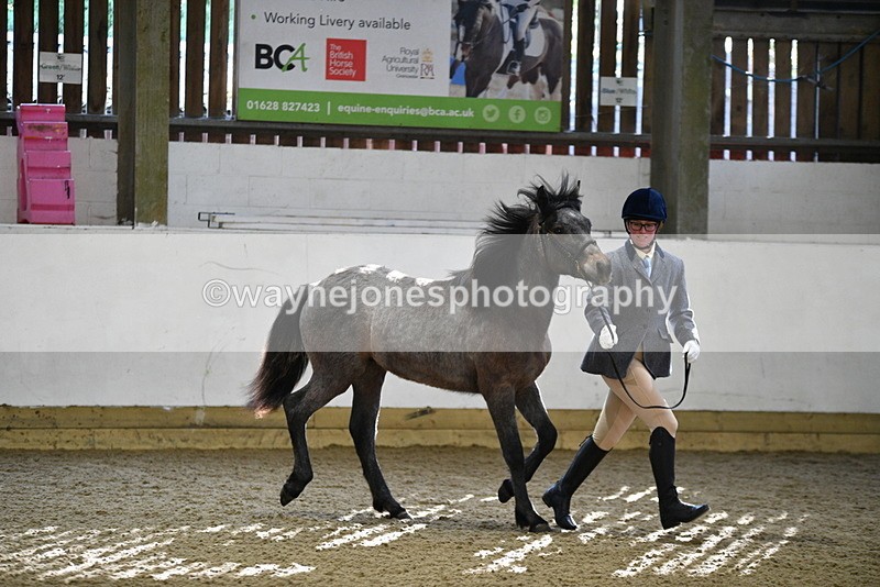 WJ5_3404 - Class 1 Youngstock