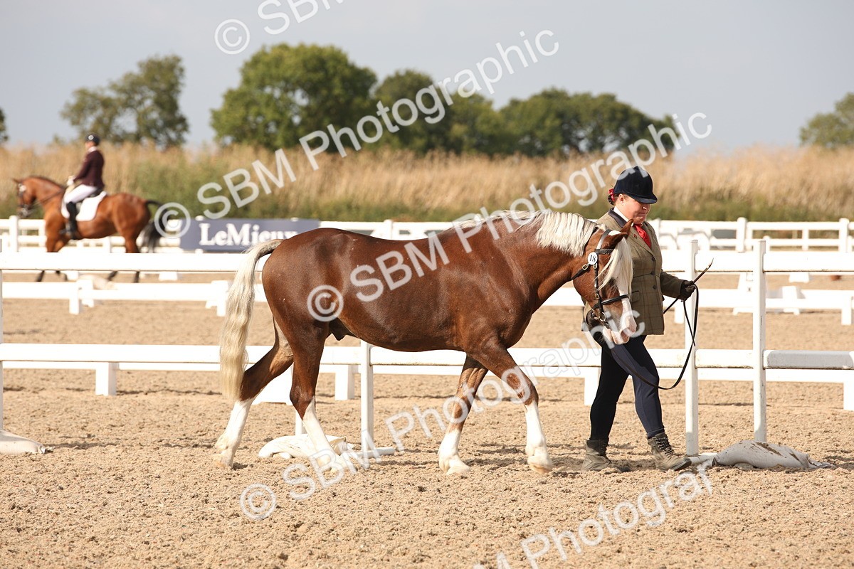 SBM_08123 - Class 27 - IH Competition Horse-Pony