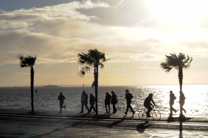 PALM TREES - Frank Doran