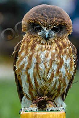 boobook owl Ninox boobook-6889 - Our Birds