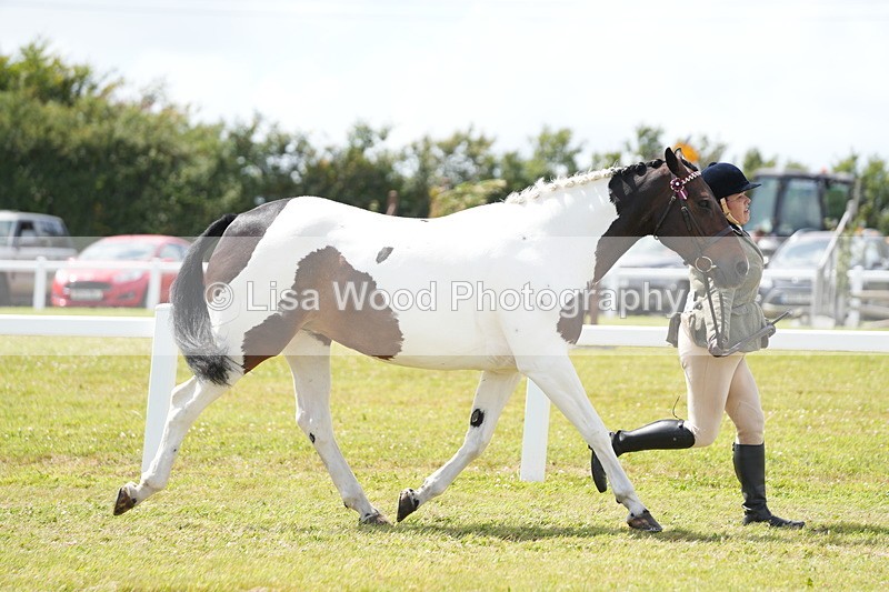 DSC07039 - Class 61: Coloured Horse 4yrs & Over