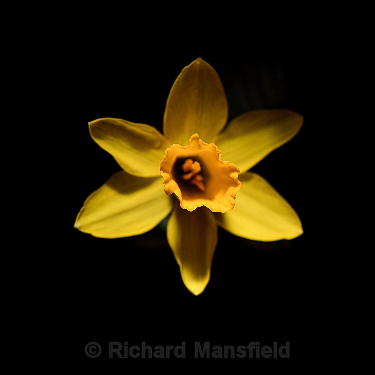  - Flowers
