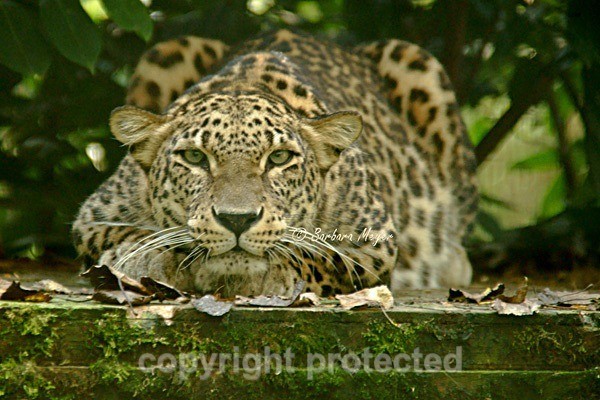Persian Leopard - Shade (Rutland Falconry & Owl Centre) - Persian Leopards