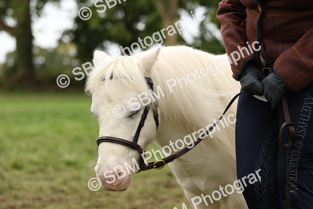 SBM_59983 - S36 - Rehabiliated Rescue Horse & Pony In Hand & Ridden