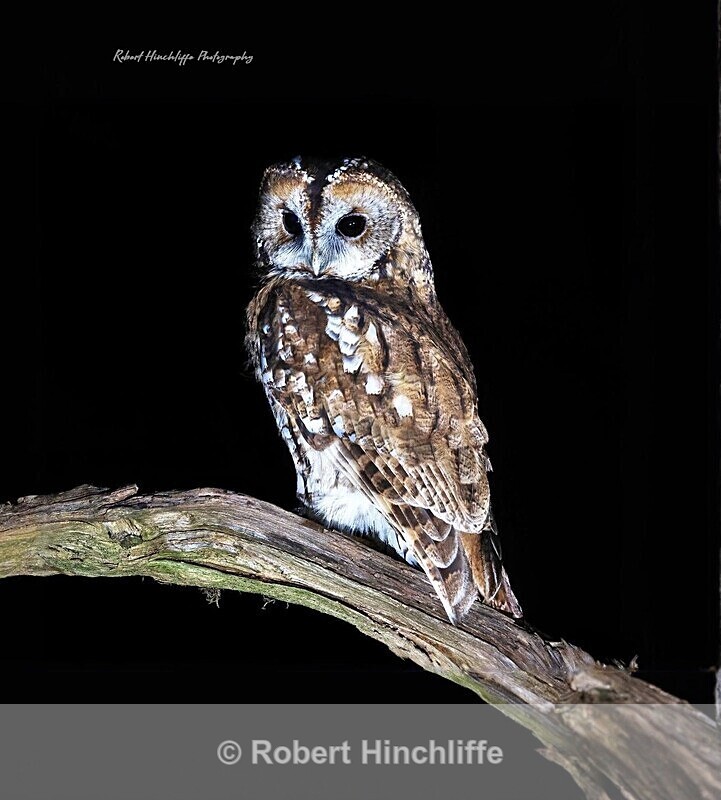 Tawny Owl - United Kingdom
