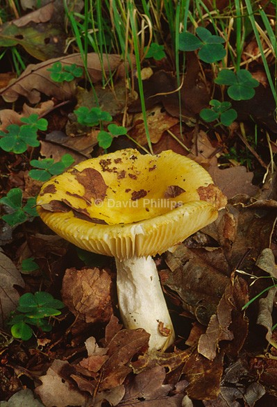 Yellow Russula - Plants