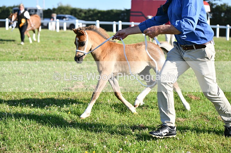 DSC_5338 - Classes 47 & 48: NPS M&M Brood Mare and Foal