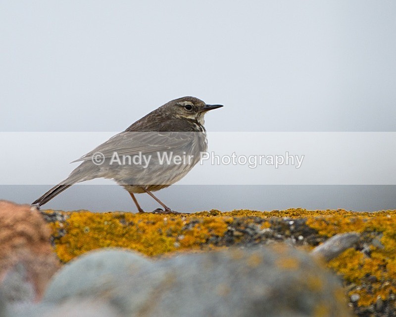 20110615-IMG_5860 - Pipits & Wagtails