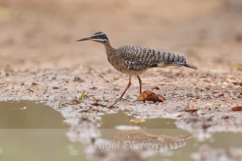 Sunbittern side profile, Porto Jofre, Mato Grosso, Brazil - Sunbittern