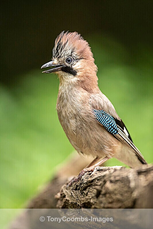 Jay  (juv) - Macin National Park