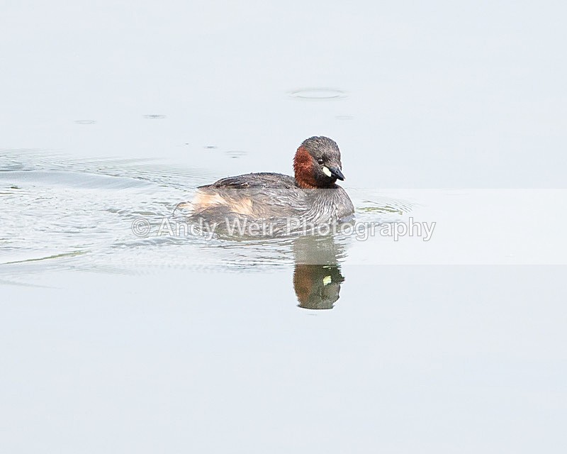 20140503-3K8A0746 - Gt. Crested & Little Grebes
