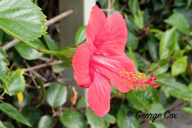 Red Hibiscus Flower - Madeira
