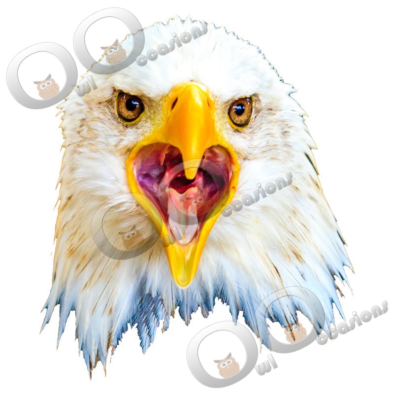 bald eagle Haliaeetus leucocephalus-745 - BoP from around the world