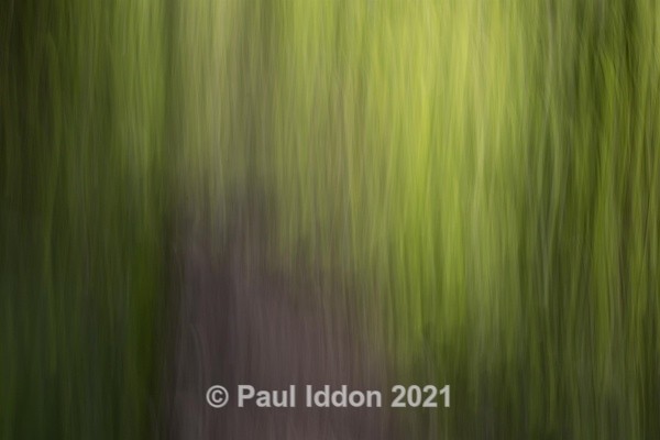 Woods 02 - Creative
