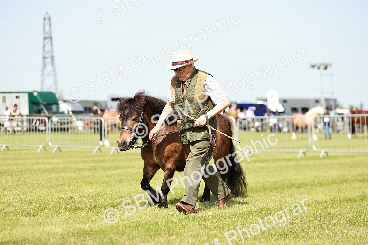 SBM_01846 - Class 14-23 - Mountain & Moorland In Hand Non Welsh