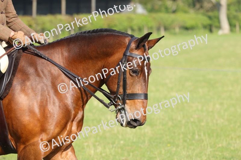 20250427-0477 - Class 17 - Novice Showing