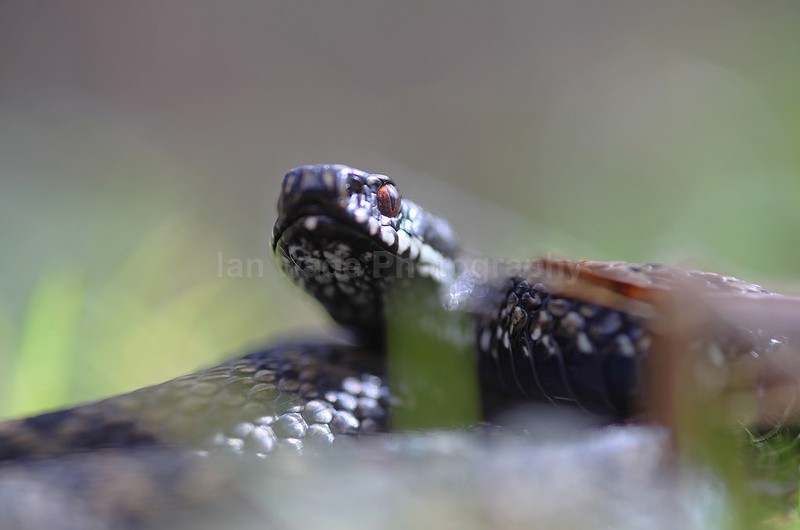 Adder, Vipera berus, Somerset_AD_0012 - Reptiles, amphibians & pond life, Great Britian
