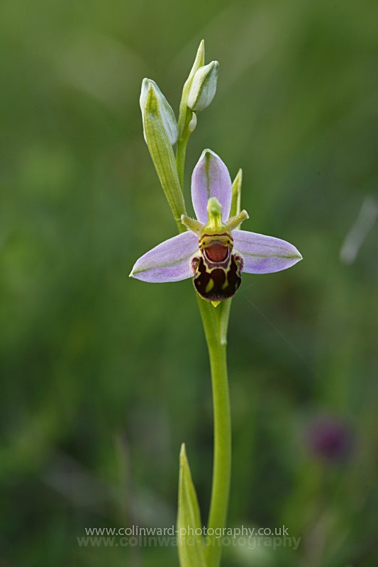 Bee Orchid         ref 3424 - macro and nature.