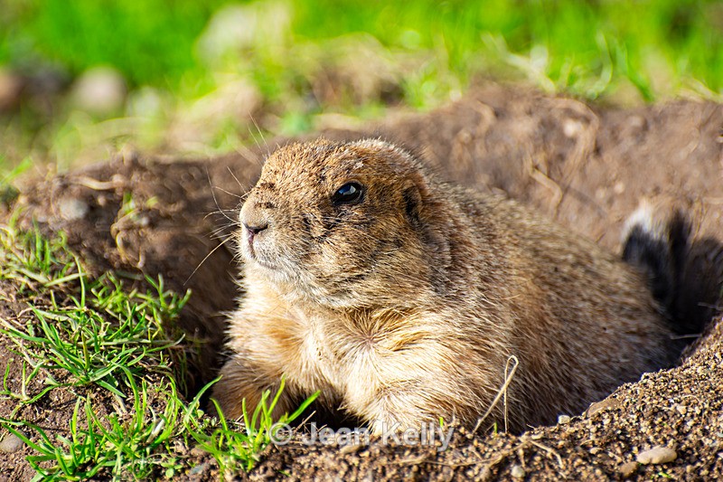 Black-tailed Prairie Dog - DSC_5540 - Black-Tailed Prairie Dogs