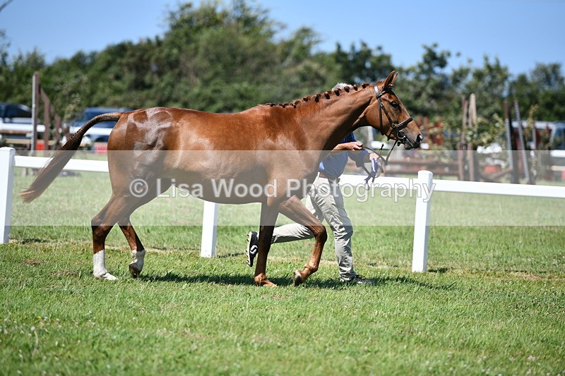 DSC_6867 - Class 57: Hunter/Riding Horse/Hack 1, 2 & 3 yr olds