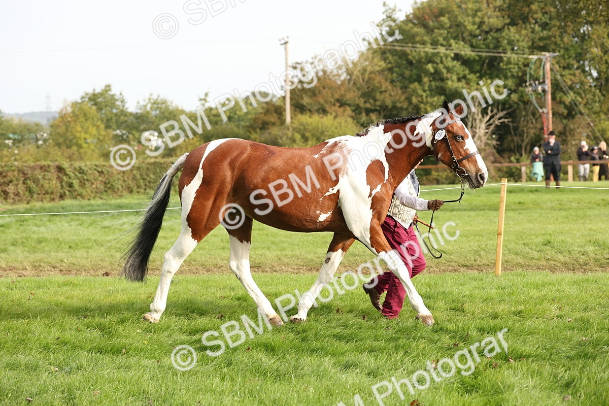 SBM_56779 - S54 - Piebald & Skewbald Horse In Hand