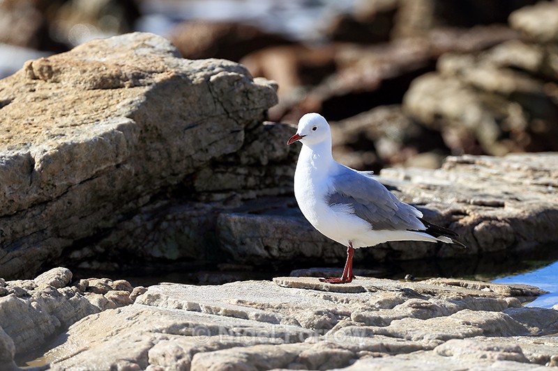 Hartlaub's Gull (adult), Betty's Bay, South Africa - Hartlaub's Gull