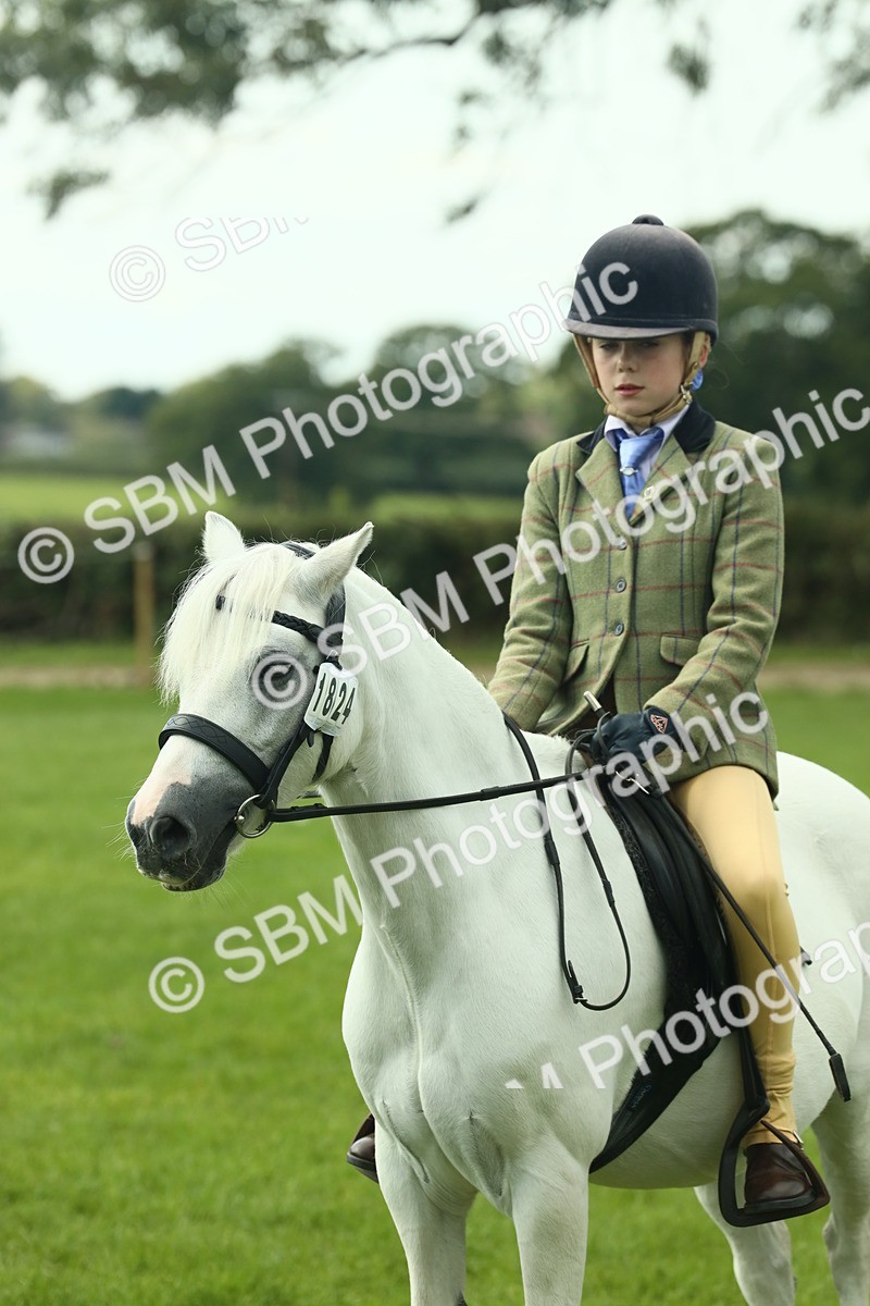 SBM_66467 - S34 - Rehabilitated Rescue Horse & Pony In Hand & Ridden