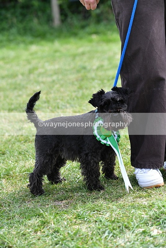 WJ5_0659 - Class 7 Best Terrier