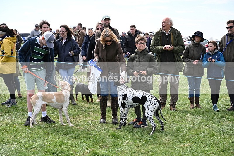 WJ6_9107 - Class 8 Best Working / Gun Dog or Bitch