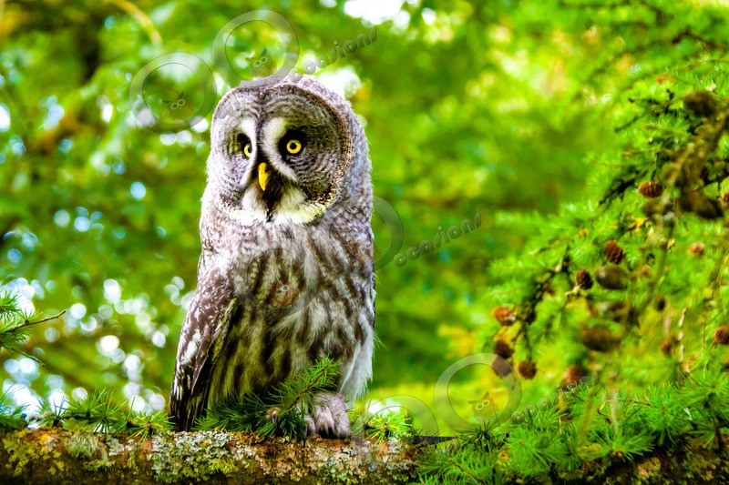 great grey owl stryx nebulosa-2151 - Owls of the World