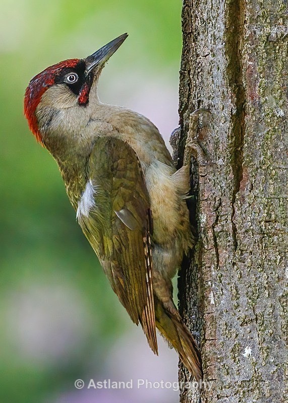 Astland Photography, Bird and Wildlife Images, Susan and Peter Wilson, U.K.