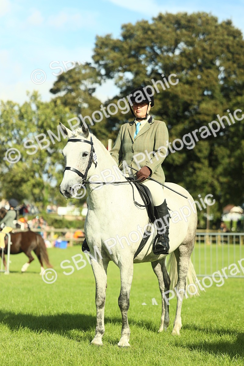 SBM_49871 - S32 - Novice & Newcomers Working Hunter