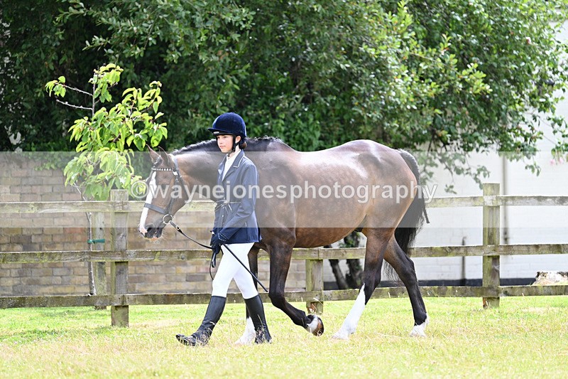 WJ7_6830 - Class 5a Most Handsome Gelding in Hand